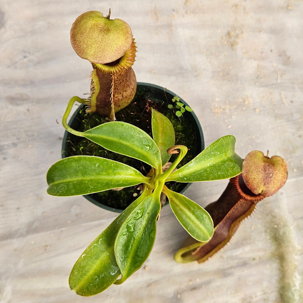 Nepenthes Stoic Emperor Specimen - N. spathulata x edwarsiana
