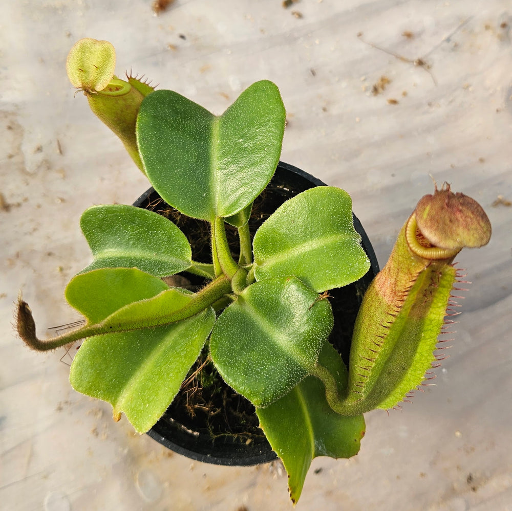 Nepenthes truncata Specimen - Seed Grown Titan's Tower