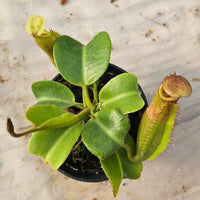 Nepenthes truncata Specimen - Seed Grown Titan's Tower