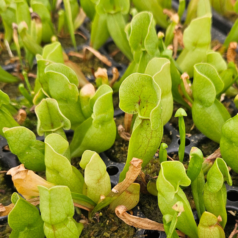 Sarracenia purpurea ssp. venosa