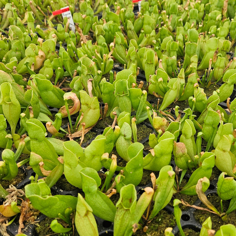 Sarracenia purpurea ssp. venosa