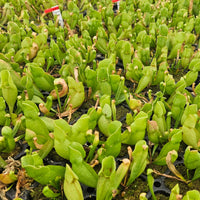 Sarracenia purpurea ssp. venosa