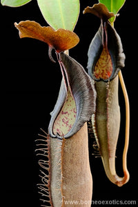 Nepenthes lingulata - XS/Small