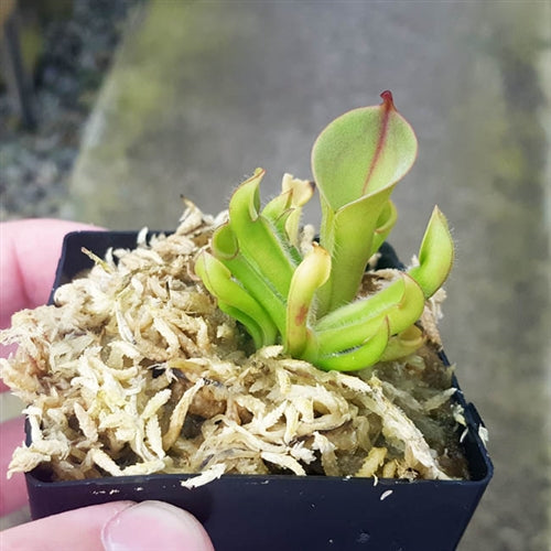 Heliamphora minor - small