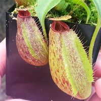 Nepenthes Titan Angel - Small