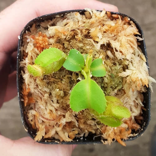 nepenthes plant seeds Nepenthes truncata - Seed-grown