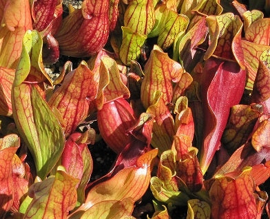 Sarracenia purpurea ssp. purpurea - Medium