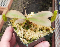Nepenthes longifolia - Small/Medium