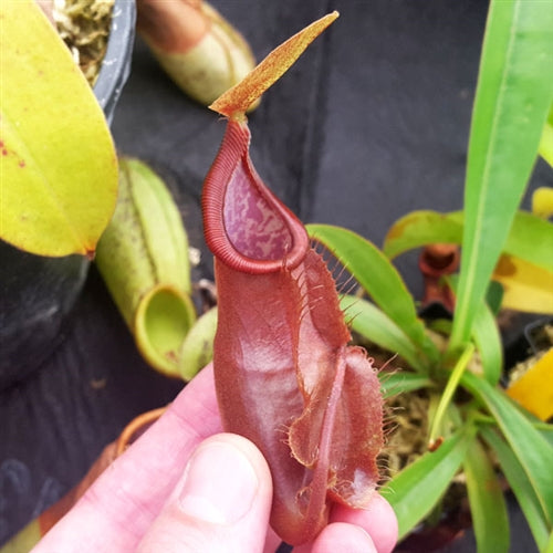 Nepenthes singalana x mirabilis var. globosa - Small