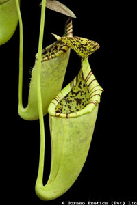Nepenthes burbidgeae x campanulata - Small