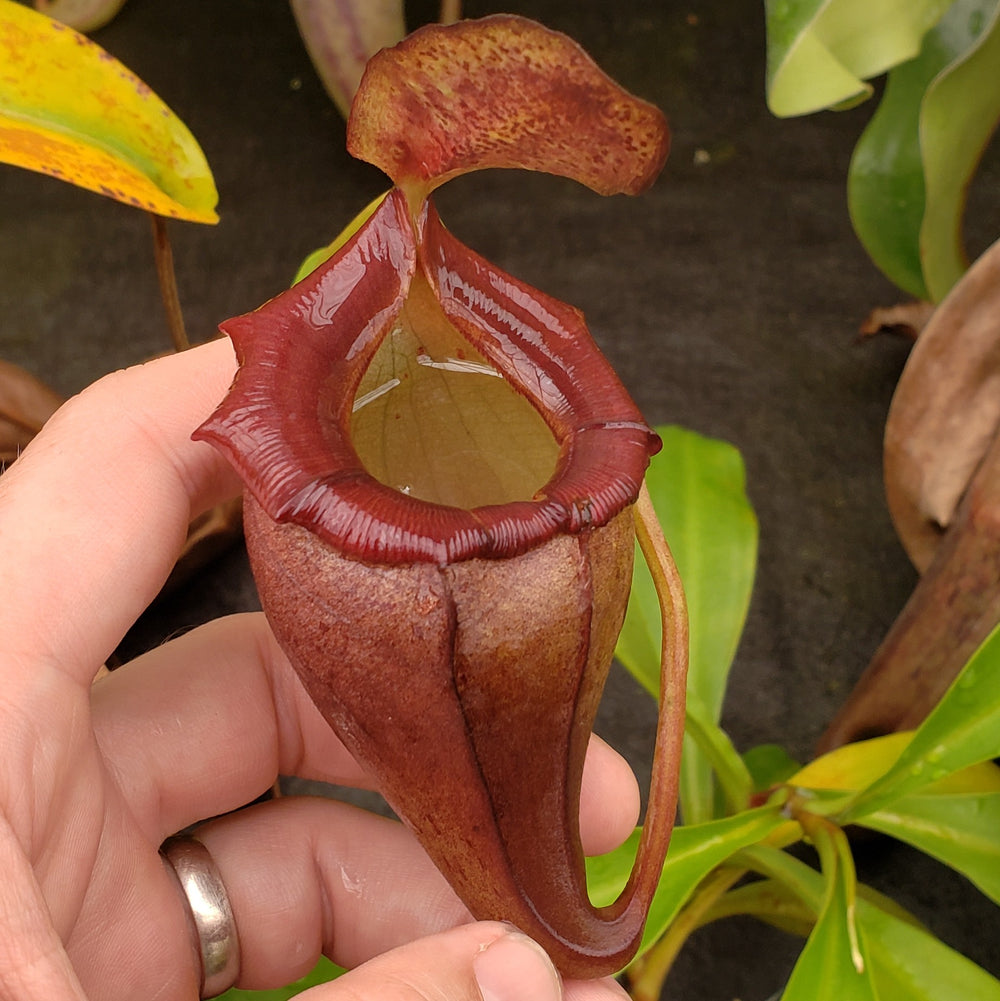 Nepenthes flava