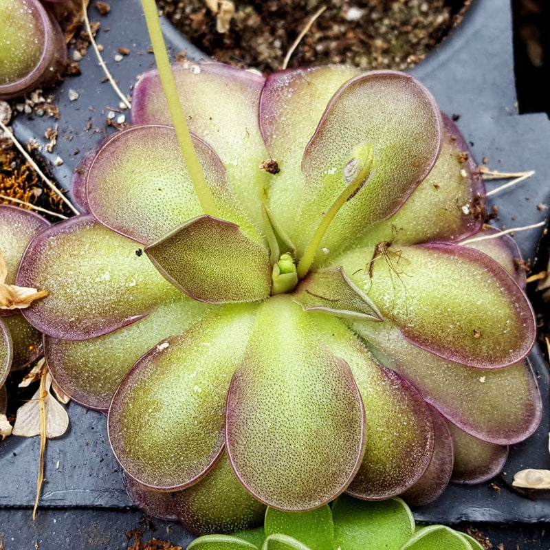 Pinguicula emarginata x cyclosecta