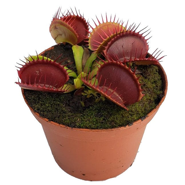 house plant fly trap B52 Venus Fly Trap For Sale | Buy Venus Flytrap For Sale
