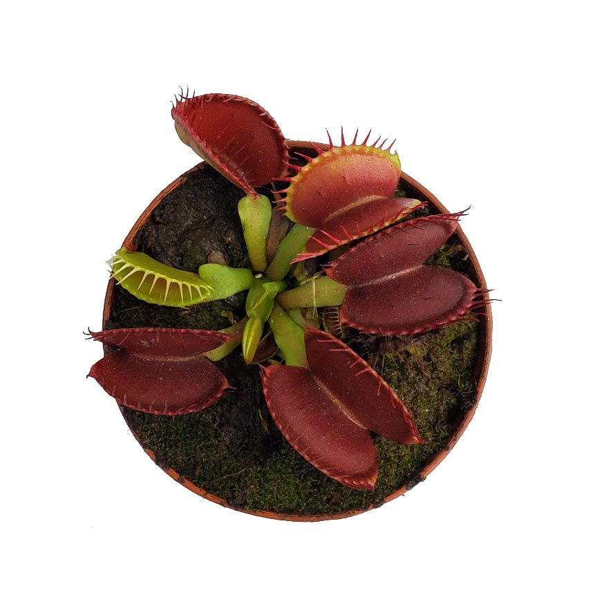 Large Sized B52 Giant Venus Flytrap (Fly Trap Carnivorous Plants) Dionaea -  3 Net Pot