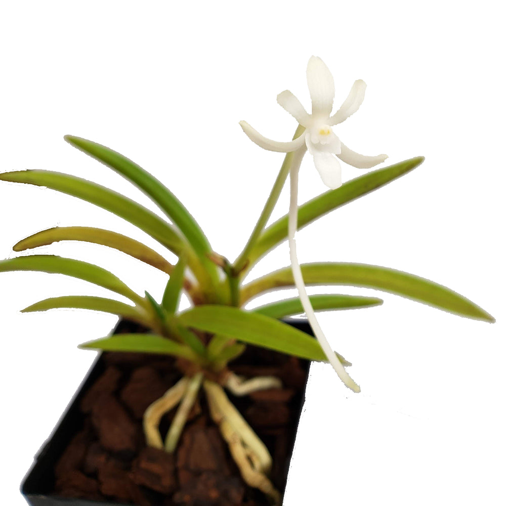 Samurai Orchid - Neofinetia falcata