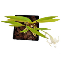 Samurai Orchid - Neofinetia falcata