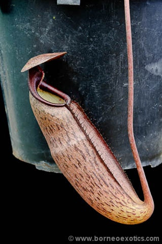 Nepenthes alba - Small