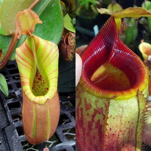 Nepenthes Velvet Mirror - XS/Small