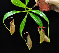 Nepenthes veitchii x bellii - Medium