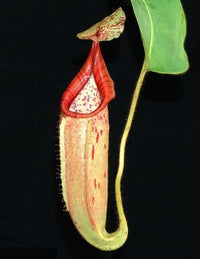 Nepenthes glandulifera x veitchii - Small