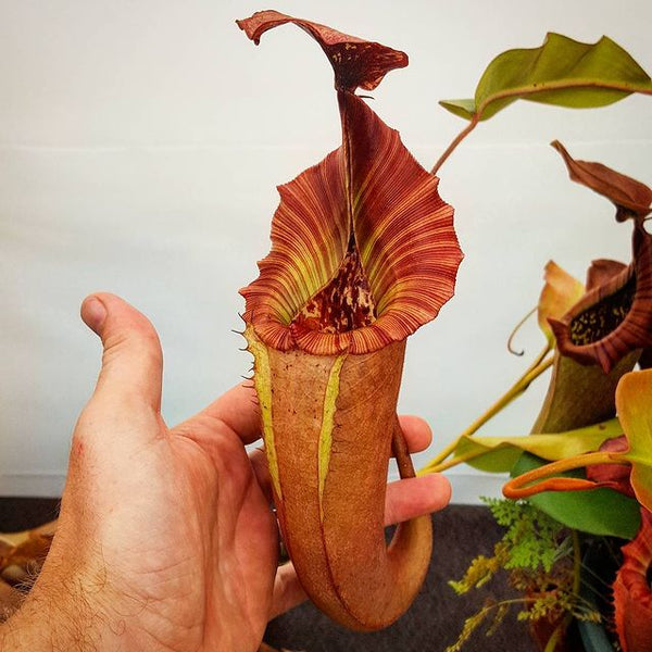 Nepenthes x tiveyi 