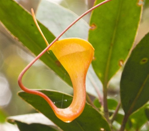 Nepenthes dubia