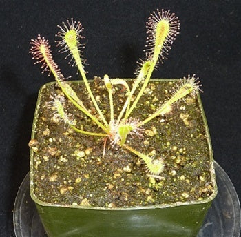 Drosera nidiformis