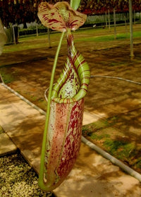 Nepenthes x Menarik - Small