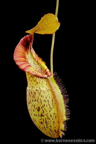 Nepenthes spathulata x spectabilis 