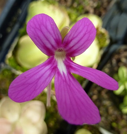 Pinguicula moranensis