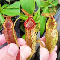 Nepenthes Dream Oracle - small