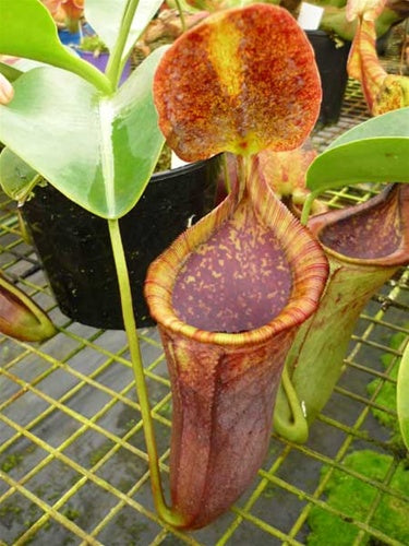 Nepenthes lowii x campanulata - Small