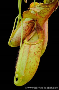 Nepenthes spathulata x mira - Medium/Large