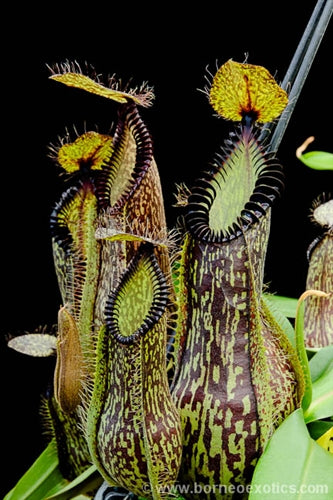 Nepenthes hamata - small