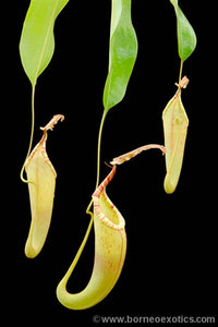Nepenthes fusca 