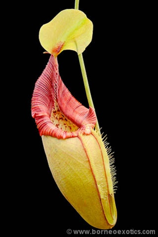 Nepenthes ovata - XS/Small