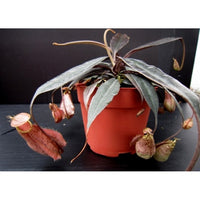 Nepenthes rafflesiana 