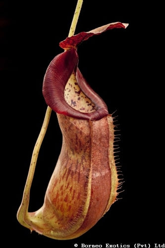 Nepenthes spathulata x glandulifera - Medium