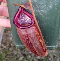 Nepenthes densiflora x talangensis - Small