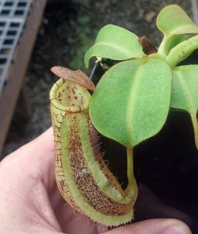 Nepenthes platychila x robcantleyi - Small