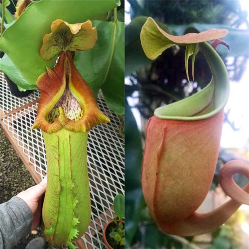 Nepenthes Titan's Bounty