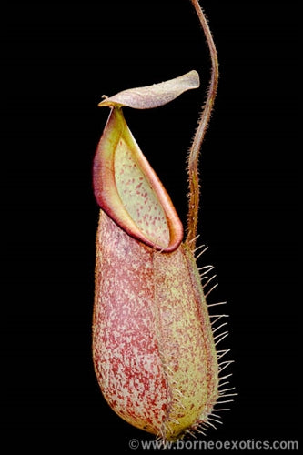 Nepenthes hirsuta - Medium/Large