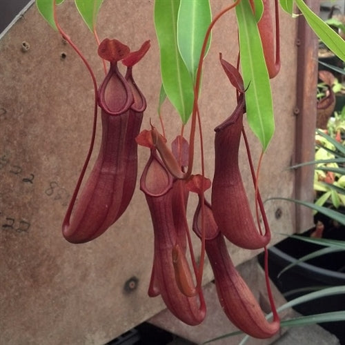 Nepenthes x 