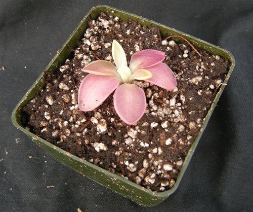 Pinguicula laueana