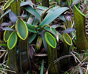 Nepenthes tentaculata - Small