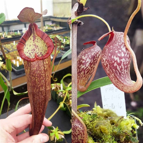 Nepenthes Dreaming Angel
