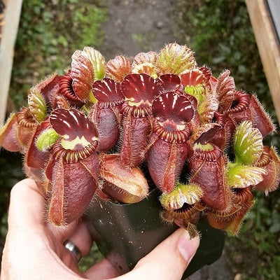 その他観葉植物 Cephalotus follicularis`GermanGiant' C.C Cephalotus Follicularis German giant x Czech giant for Sale
