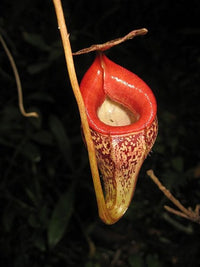 Nepenthes talangensis - Small