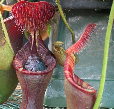 Nepenthes lowii - Small