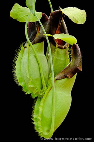 Nepenthes spathulata - Small